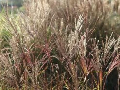 Chinaschilf 'Nippon' -Angebote Blumen Takt Store chinaschilf nippon m010836 w 7