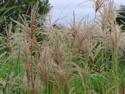 Chinaschilf 'Pink Cloud' -Angebote Blumen Takt Store chinaschilf pink cloud m123435 w 0