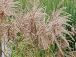 Chinaschilf 'Pink Cloud' -Angebote Blumen Takt Store chinaschilf pink cloud m123435 w 1