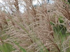 Chinaschilf 'Pink Cloud' -Angebote Blumen Takt Store chinaschilf pink cloud m123435 w 2