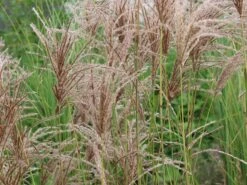 Chinaschilf 'Pink Cloud' -Angebote Blumen Takt Store chinaschilf pink cloud m123435 w 3