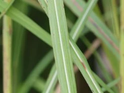 Chinaschilf 'Pink Cloud' -Angebote Blumen Takt Store chinaschilf pink cloud m123435 w 4