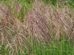 Chinaschilf 'Pink Cloud' -Angebote Blumen Takt Store chinaschilf pink cloud m123435 w 5