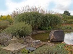 Chinaschilf 'Positano' 23 Chinaschilf 'Positano' -Angebote Blumen Takt Store chinaschilf positano m059560 w 0