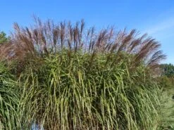 Chinaschilf 'Positano' 17 Chinaschilf 'Positano' -Angebote Blumen Takt Store chinaschilf positano m059560 w 2