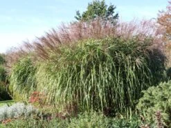 Chinaschilf 'Positano' 18 Chinaschilf 'Positano' -Angebote Blumen Takt Store chinaschilf positano m059560 w 3