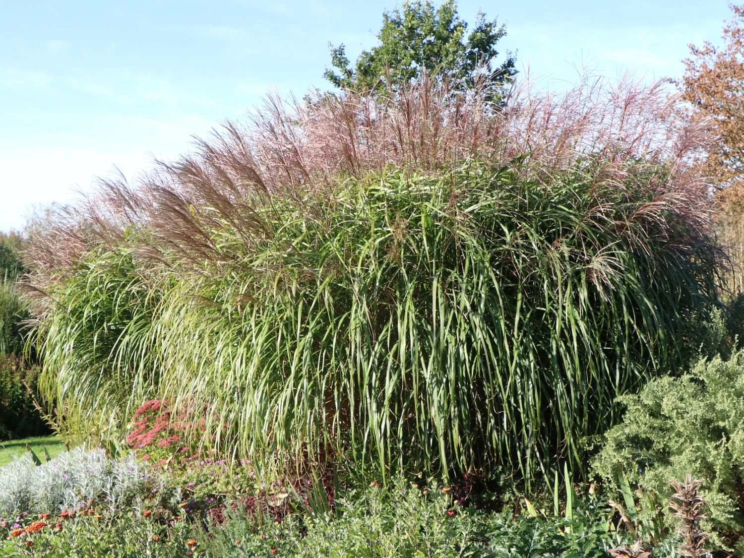 Chinaschilf 'Positano' 8 Chinaschilf 'Positano' – Bild 6