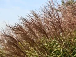 Chinaschilf 'Positano' 20 Chinaschilf 'Positano' -Angebote Blumen Takt Store chinaschilf positano m059560 w 4