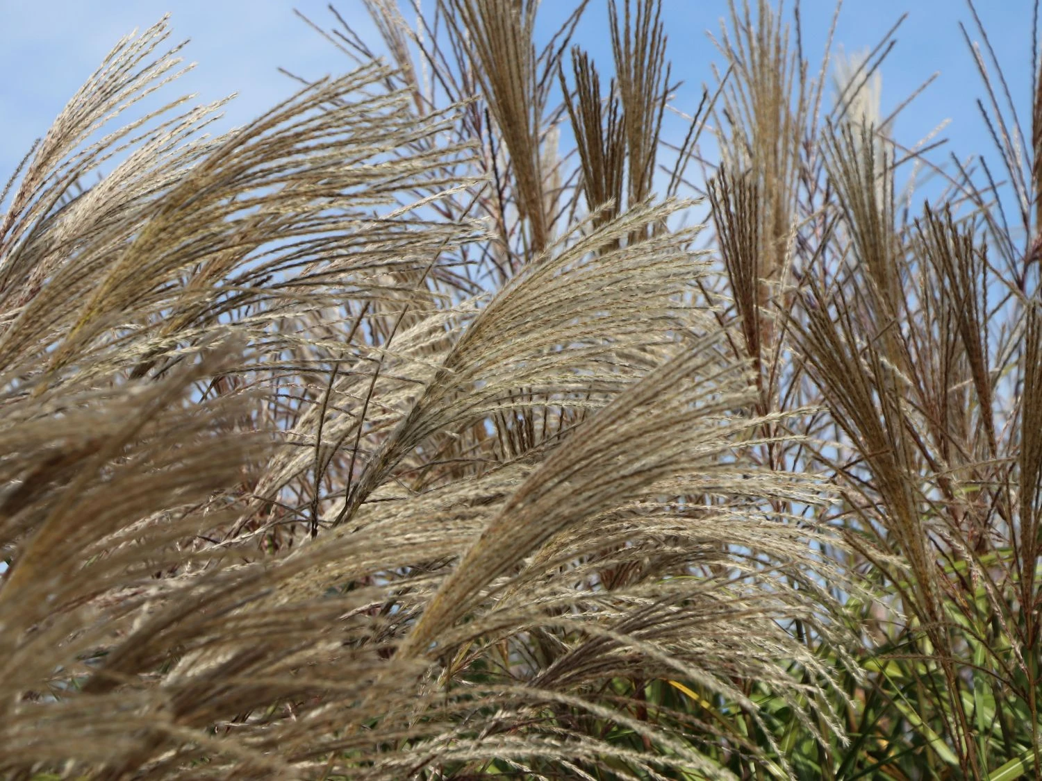 Chinaschilf 'Positano' 11 Chinaschilf 'Positano' – Bild 9