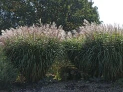 Chinaschilf 'Positano' 16 Chinaschilf 'Positano' -Angebote Blumen Takt Store chinaschilf positano m059560 w 8