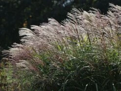 Chinaschilf 'Positano' 15 Chinaschilf 'Positano' -Angebote Blumen Takt Store chinaschilf positano m059560 w 9