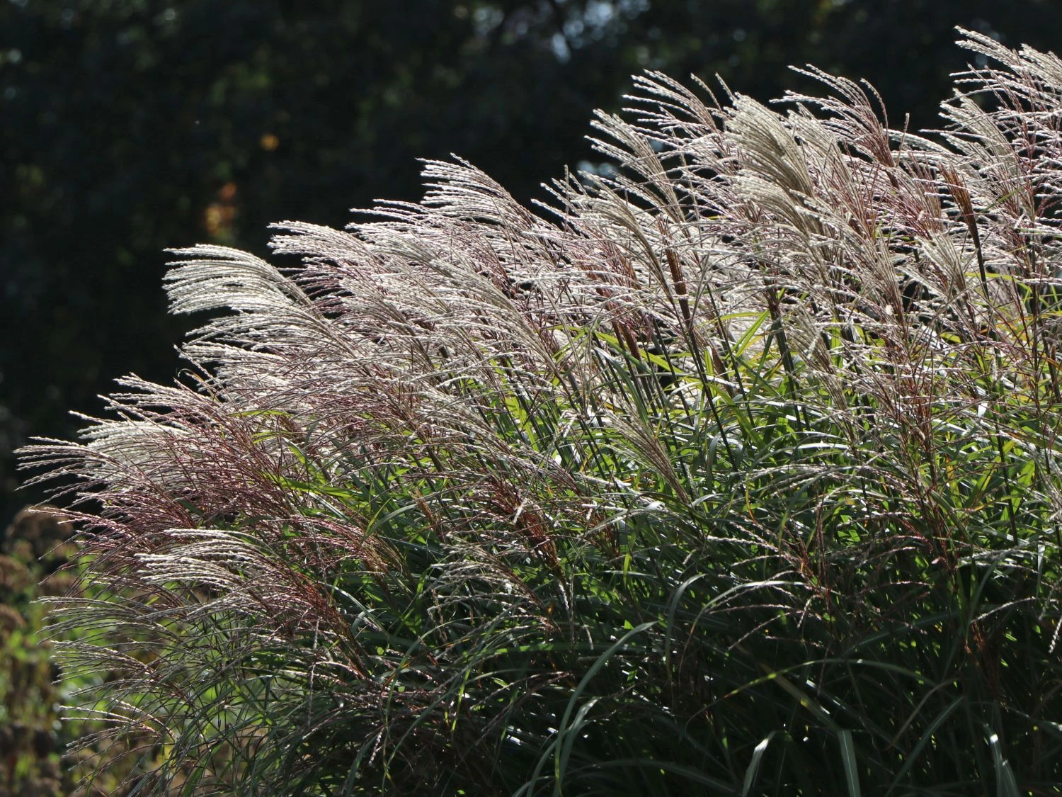 Chinaschilf 'Positano' 5 Chinaschilf 'Positano' – Bild 3