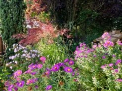 Chinaschilf 'Red Chief' -Angebote Blumen Takt Store chinaschilf red chief m103113 551380 0