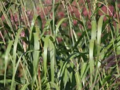 Chinaschilf 'Rosi' -Angebote Blumen Takt Store chinaschilf rosi m059564 w 0