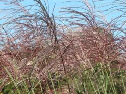 Chinaschilf 'Rosi' -Angebote Blumen Takt Store chinaschilf rosi m059564 w 2