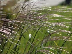 Chinaschilf 'Rosi' -Angebote Blumen Takt Store chinaschilf rosi m059564 w 3