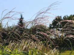 Chinaschilf 'Rosi' -Angebote Blumen Takt Store chinaschilf rosi m059564 w 4