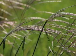 Chinaschilf 'Rosi' -Angebote Blumen Takt Store chinaschilf rosi m059564 w 5