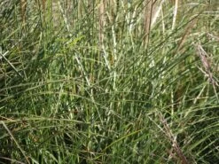 Chinaschilf 'Silberspinne' -Angebote Blumen Takt Store chinaschilf silberspinne m044890 w 0