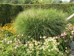 Chinaschilf 'Silberspinne' -Angebote Blumen Takt Store chinaschilf silberspinne m044890 w 1