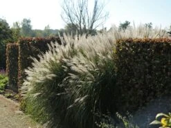 Chinaschilf 'Silberspinne' -Angebote Blumen Takt Store chinaschilf silberspinne m044890 w 2