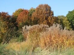 Chinaschilf 'Silberspinne' -Angebote Blumen Takt Store chinaschilf silberspinne m044890 w 5