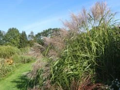 Chinaschilf 'Silberturm' -Angebote Blumen Takt Store chinaschilf silberturm m059566 w 0