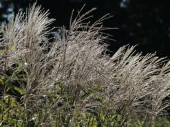 Chinaschilf 'Silberturm' -Angebote Blumen Takt Store chinaschilf silberturm m059566 w 2