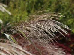 Chinaschilf 'Silberturm' -Angebote Blumen Takt Store chinaschilf silberturm m059566 w 3