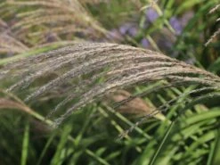 Chinaschilf 'Silberturm' -Angebote Blumen Takt Store chinaschilf silberturm m059566 w 4