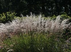 Chinaschilf 'Silberturm' -Angebote Blumen Takt Store chinaschilf silberturm m059566 w 5