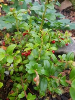 Cranberry / Großfruchtige Moosbeere 'Red Star' / 'Howes' -Angebote Blumen Takt Store cranberry grossfruchtige moosbeere red star howes m008239 193676 0