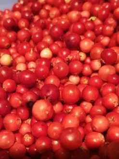 Cranberry / Großfruchtige Moosbeere 'Red Star' / 'Howes' -Angebote Blumen Takt Store cranberry grossfruchtige moosbeere red star howes m008239 660854 1