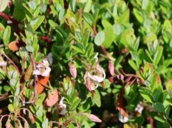 Cranberry / Großfruchtige Moosbeere 'Red Star' / 'Howes' -Angebote Blumen Takt Store cranberry grossfruchtige moosbeere red star howes m008239 w 0