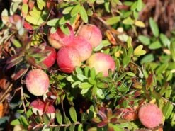 Cranberry / Großfruchtige Moosbeere 'Red Star' / 'Howes' -Angebote Blumen Takt Store cranberry grossfruchtige moosbeere red star howes m008239 w 1