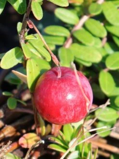 Cranberry / Großfruchtige Moosbeere 'Red Star' / 'Howes' -Angebote Blumen Takt Store cranberry grossfruchtige moosbeere red star howes m008239 w 2