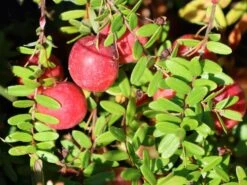 Cranberry / Großfruchtige Moosbeere 'Red Star' / 'Howes' -Angebote Blumen Takt Store cranberry grossfruchtige moosbeere red star howes m008239 w 3
