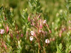 Cranberry / Großfruchtige Moosbeere 'Red Star' / 'Howes' -Angebote Blumen Takt Store cranberry grossfruechtige moosbeere gesundheitsbeere m008239 w 0