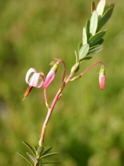 Cranberry / Großfruchtige Moosbeere 'Red Star' / 'Howes' -Angebote Blumen Takt Store cranberry grossfruechtige moosbeere gesundheitsbeere m008239 w 1