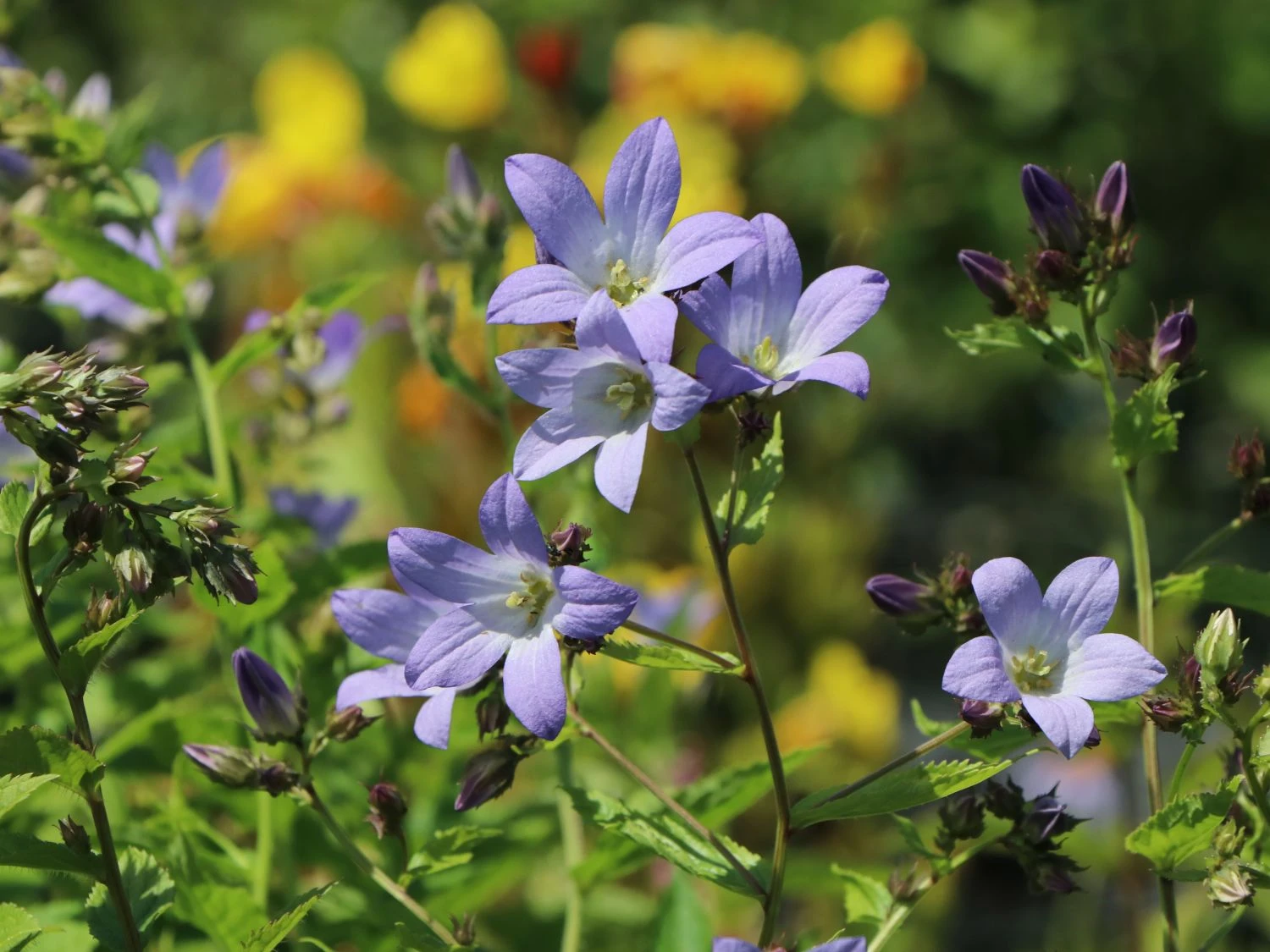 Dolden-Glockenblume 'Prichard's Variety' 3 Dolden-Glockenblume 'Prichard's Variety'