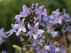 Dolden-Glockenblume 'Prichard's Variety' 15 Dolden-Glockenblume 'Prichard's Variety' -Angebote Blumen Takt Store dolden glockenblume prichards variety m077241 w 0