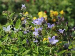 Dolden-Glockenblume 'Prichard's Variety' 16 Dolden-Glockenblume 'Prichard's Variety' -Angebote Blumen Takt Store dolden glockenblume prichards variety m077241 w 1