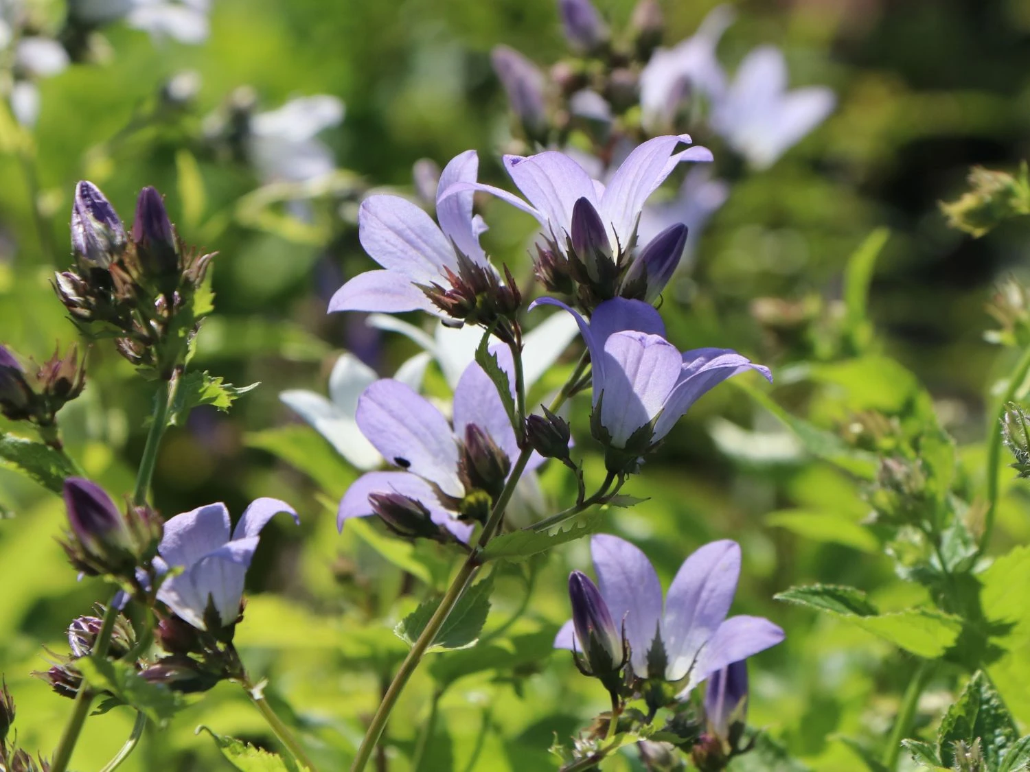 Dolden-Glockenblume 'Prichard's Variety' 9 Dolden-Glockenblume 'Prichard's Variety' – Bild 7