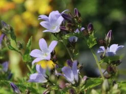 Dolden-Glockenblume 'Prichard's Variety' 18 Dolden-Glockenblume 'Prichard's Variety' -Angebote Blumen Takt Store dolden glockenblume prichards variety m077241 w 3