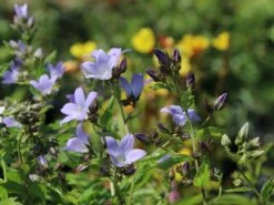 Dolden-Glockenblume 'Prichard's Variety' 21 Dolden-Glockenblume 'Prichard's Variety' -Angebote Blumen Takt Store dolden glockenblume prichards variety m077241 w 4