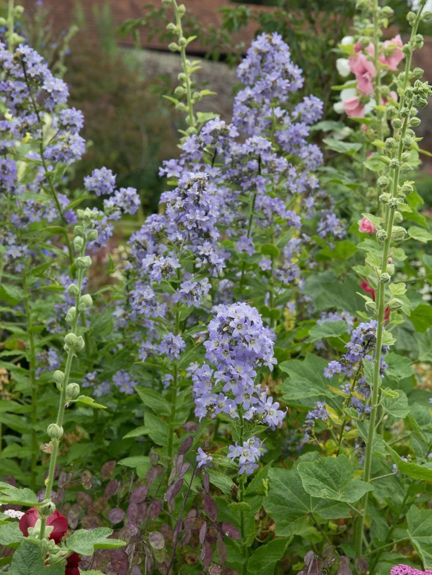 Dolden-Glockenblume 'Prichard's Variety' 12 Dolden-Glockenblume 'Prichard's Variety' – Bild 10