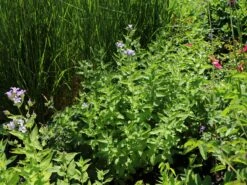 Dolden-Glockenblume 'Prichard's Variety' 17 Dolden-Glockenblume 'Prichard's Variety' -Angebote Blumen Takt Store dolden glockenblume prichards variety m077241 w 6