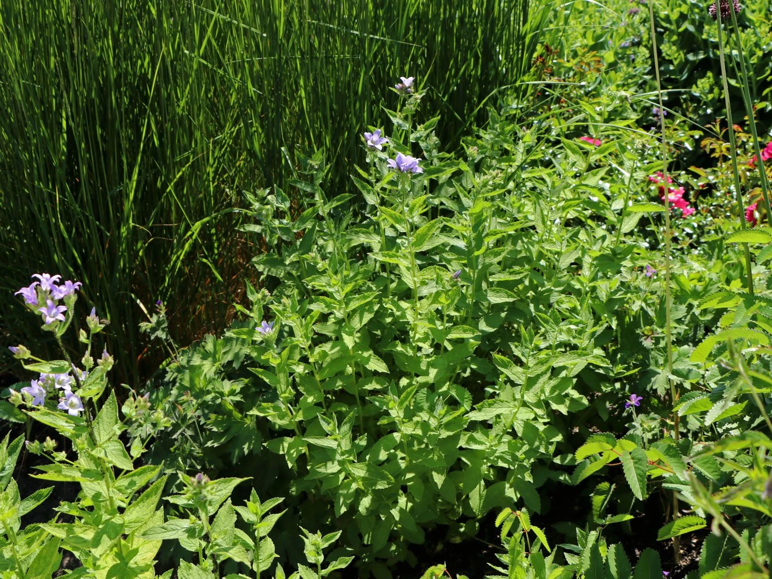 Dolden-Glockenblume 'Prichard's Variety' 7 Dolden-Glockenblume 'Prichard's Variety' – Bild 5