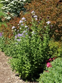 Dolden-Glockenblume 'Prichard's Variety' 23 Dolden-Glockenblume 'Prichard's Variety' -Angebote Blumen Takt Store dolden glockenblume prichards variety m077241 w 7