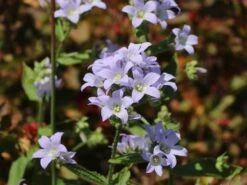 Dolden-Glockenblume 'Prichard's Variety' 20 Dolden-Glockenblume 'Prichard's Variety' -Angebote Blumen Takt Store dolden glockenblume prichards variety m077241 w 8